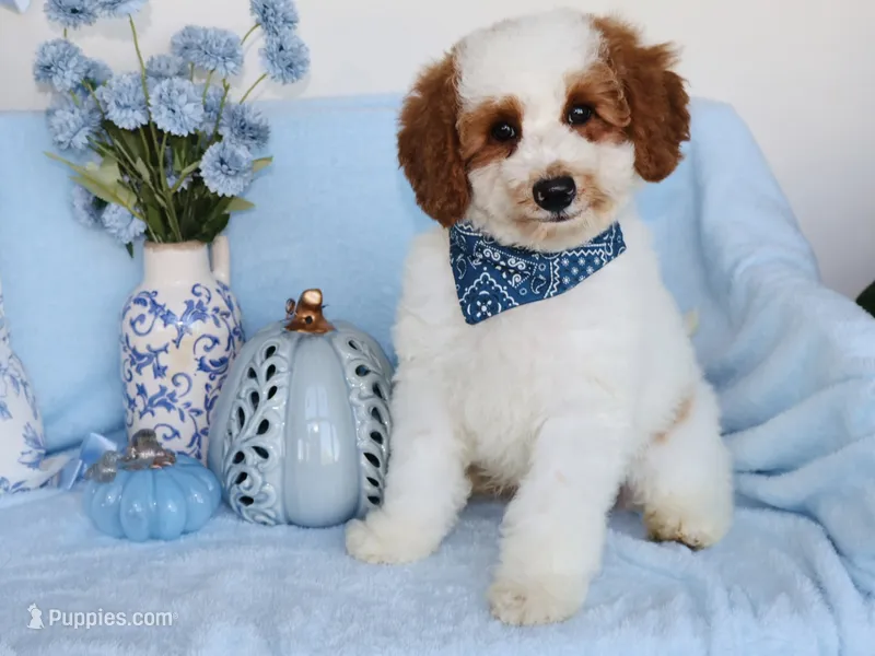 Scooter – Miniature Goldendoodle puppy for sale in Girard, KS