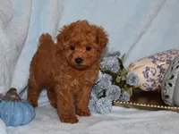 Bingo , a male Poodle - Toy  for sale in Girard, KS – 2 of 5