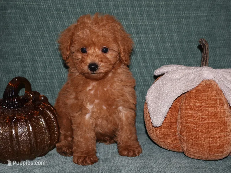 Bingo  – Poodle - Toy  puppy for sale in Girard, KS