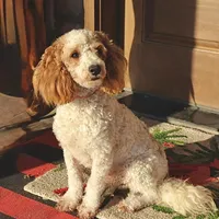 summer, a female Miniature Goldendoodle for sale in Girard, KS – Photo 6 of 7