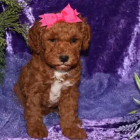 summer, a female Miniature Goldendoodle for sale in Girard, KS – Photo 1 of 7