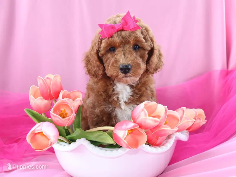 summer – Miniature Goldendoodle puppy on hold in Girard, KS