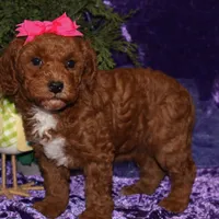 summer, a female Miniature Goldendoodle for sale in Girard, KS – Photo 3 of 7