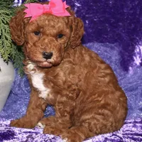 summer, a female Miniature Goldendoodle for sale in Girard, KS – Photo 5 of 7