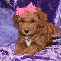 summer, a female Miniature Goldendoodle for sale in Girard, KS – Photo 4 of 7