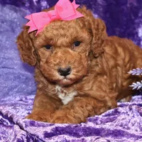 summer, a female Miniature Goldendoodle for sale in Girard, KS – Photo 7 of 7
