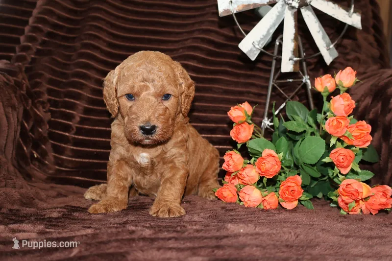 Jack – Miniature Goldendoodle puppy for sale in Girard, KS