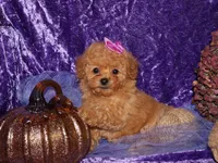 Dollie, a female Poodle - Toy  for sale in Girard, KS – 3 of 5