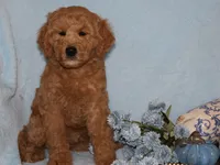 Billy boy, a male Miniature Goldendoodle for sale in Girard, KS – 4 of 6