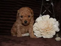 little Mikey, a male Poodle - Toy  for sale in Girard, KS – 3 of 6