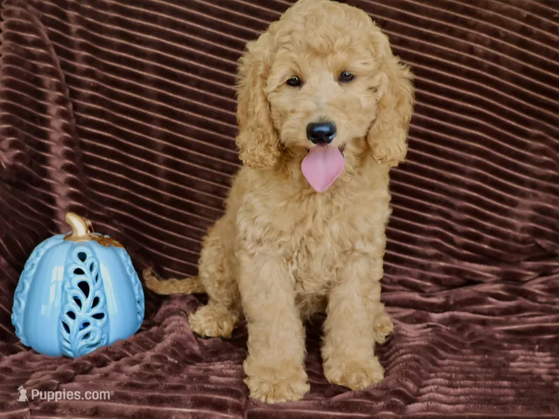 Billy boy – Miniature Goldendoodle puppy for sale in Girard, KS