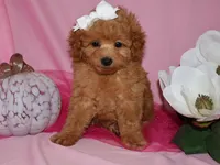 Lollie, a female Poodle - Toy  for sale in Girard, KS – 2 of 5