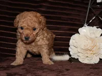 little Mikey, a male Poodle - Toy  for sale in Girard, KS – 4 of 6