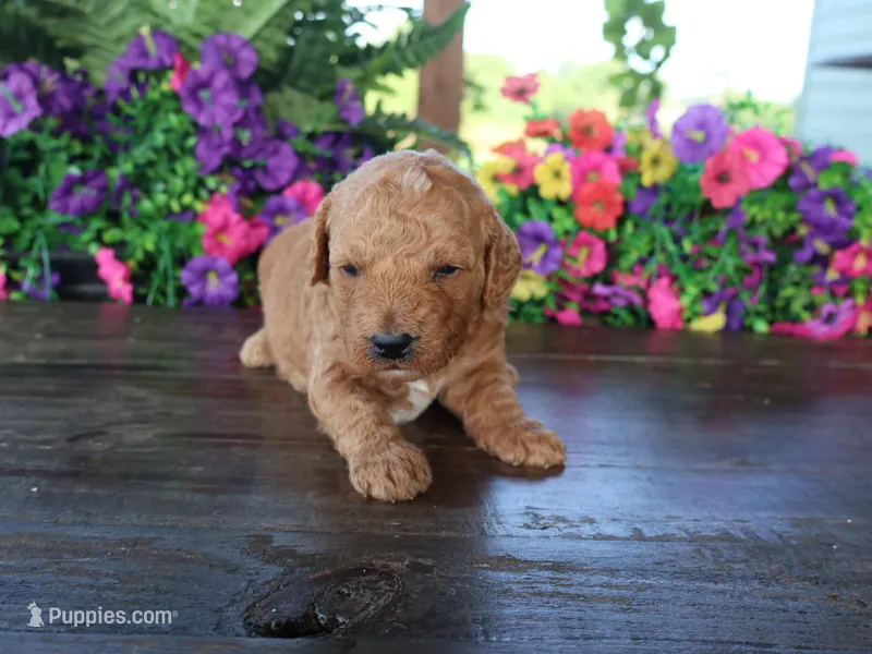 Ollie – Miniature Goldendoodle puppy for sale in Girard, KS