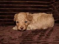 little Tommy, a male Poodle - Toy  for sale in Girard, KS – 3 of 3