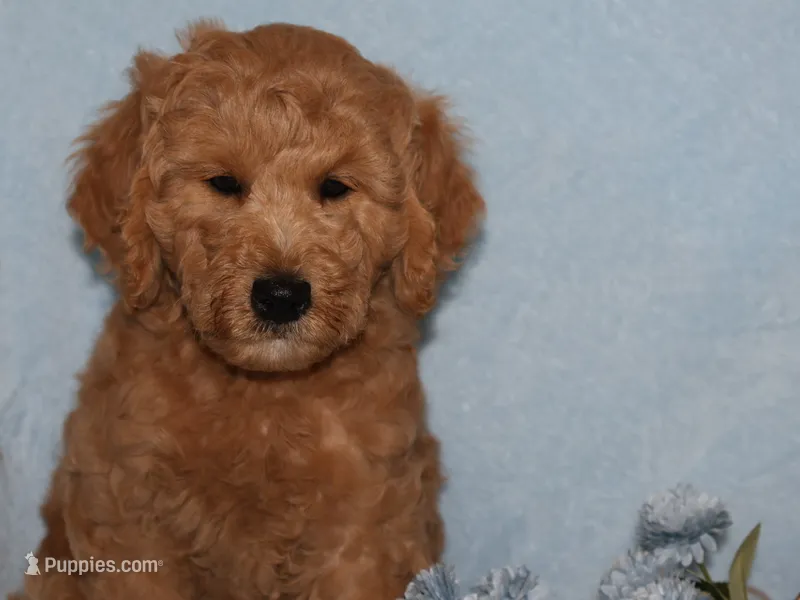 Billy boy – Miniature Goldendoodle puppy for sale in Girard, KS