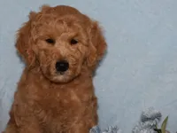 Billy boy, a male Miniature Goldendoodle for sale in Girard, KS – 1 of 6