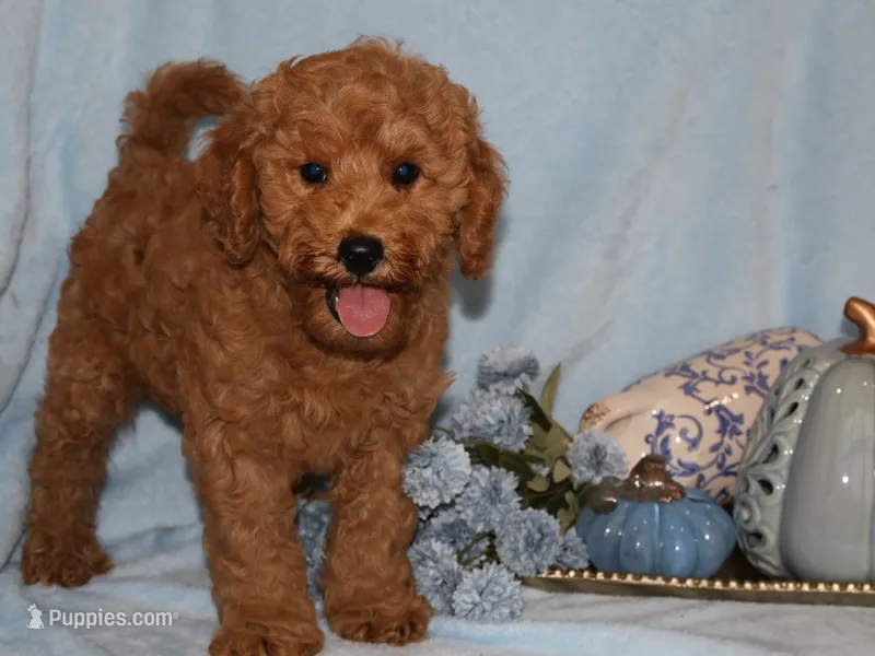 Ollie – Miniature Goldendoodle puppy for sale in Girard, KS
