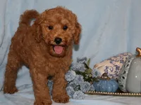 Ollie, a male Miniature Goldendoodle for sale in Girard, KS – 1 of 5