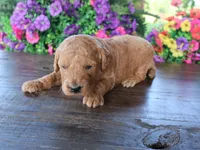 Jack, a male Miniature Goldendoodle for sale in Girard, KS – 3 of 4