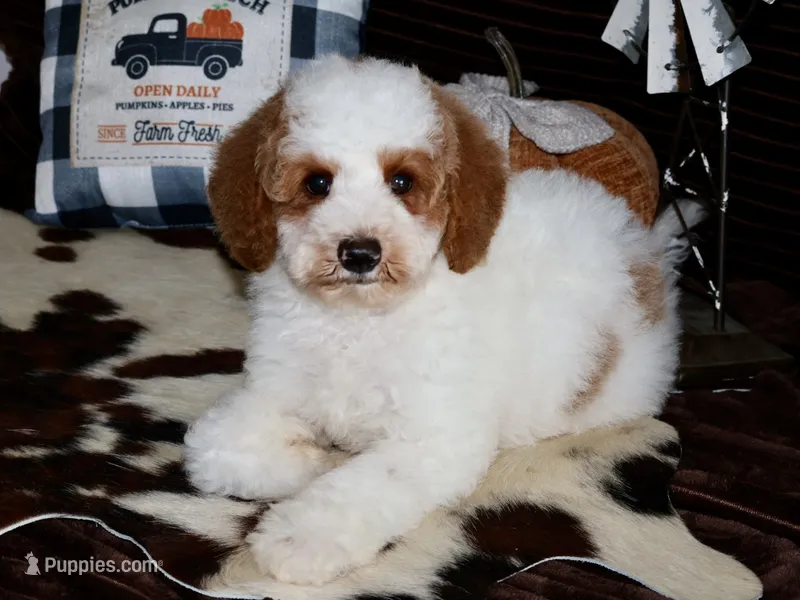 Scooter – Miniature Goldendoodle puppy for sale in Girard, KS