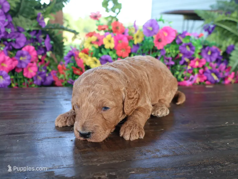 Jack – Miniature Goldendoodle puppy for sale in Girard, KS