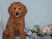 Billy boy, a male Miniature Goldendoodle for sale in Girard, KS – 6 of 6