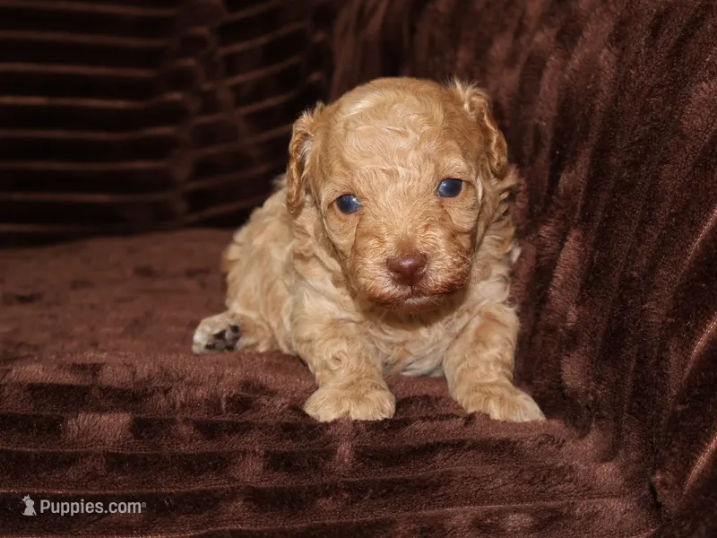 little Tommy – Poodle - Toy  puppy for sale in Girard, KS