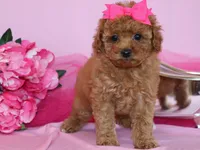 Marlee, a female Poodle - Toy  for sale in Girard, KS – 2 of 4