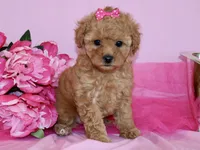 Sofie, a female Poodle - Toy  for sale in Girard, KS – 6 of 6