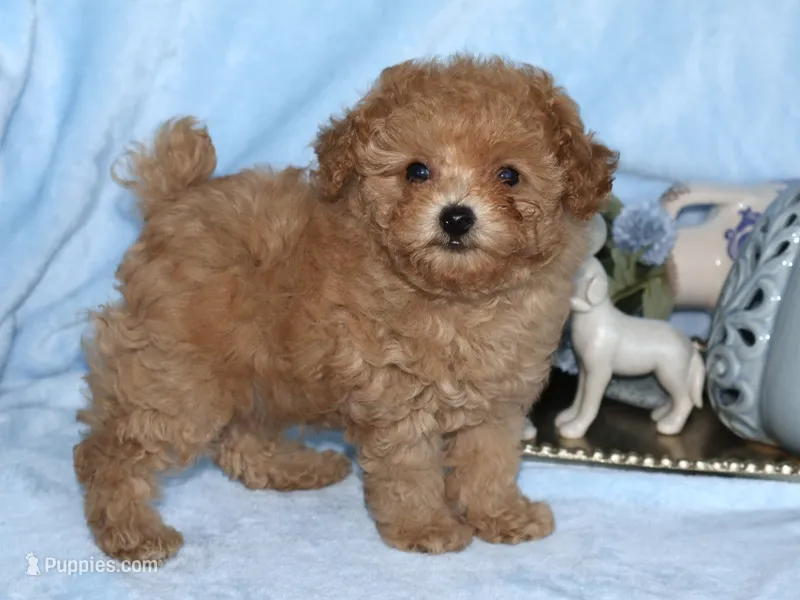 Sammy – Poodle - Toy  puppy for sale in Girard, KS