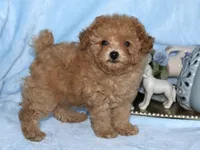 Sammy, a male Poodle - Toy  for sale in Girard, KS – 1 of 4