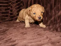 little Mikey, a male Poodle - Toy  for sale in Girard, KS – 5 of 5