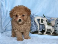 Sammy, a male Poodle - Toy  for sale in Girard, KS – 4 of 4