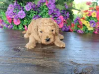 Sweet Harper, a male Miniature Goldendoodle for sale in Girard, KS – 3 of 3