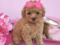 Marlee, a female Poodle - Toy  for sale in Girard, KS – 3 of 4