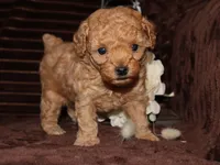 little Mikey, a male Poodle - Toy  for sale in Girard, KS – 1 of 6
