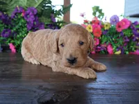 Henry, a male Miniature Goldendoodle for sale in Girard, KS – 3 of 4