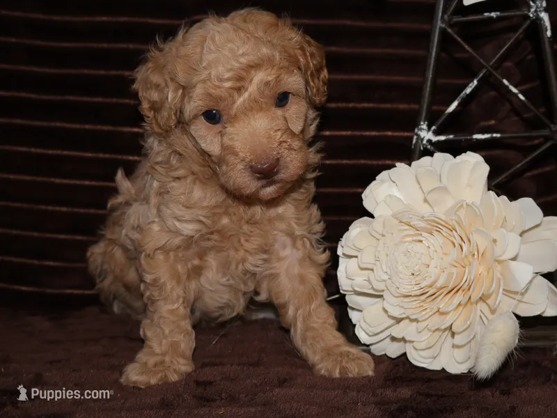 little Teddy – Poodle - Toy  puppy for sale in Girard, KS