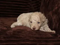Little Stuey, a male Poodle - Toy  for sale in Girard, KS – 2 of 5