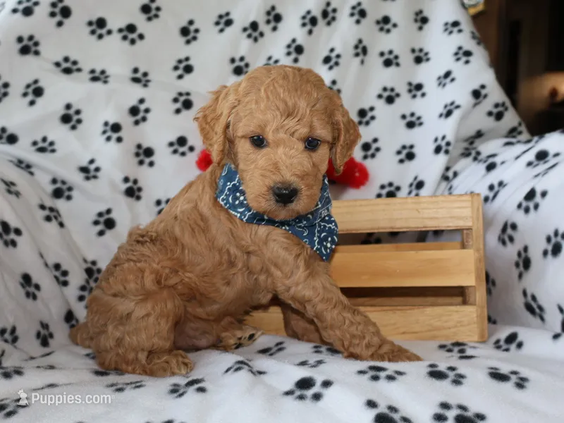 Billy boy – Miniature Goldendoodle puppy for sale in Girard, KS