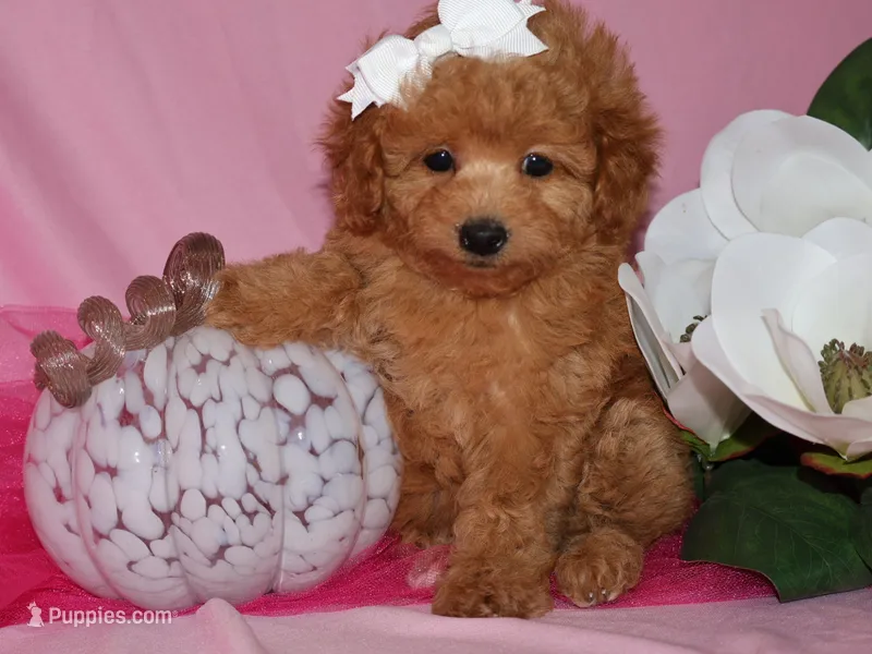 Lollie – Poodle - Toy  puppy for sale in Girard, KS