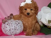 Lollie, a female Poodle - Toy  for sale in Girard, KS – 1 of 5
