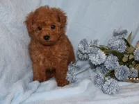 Bingo , a male Poodle - Toy  for sale in Girard, KS – 4 of 5