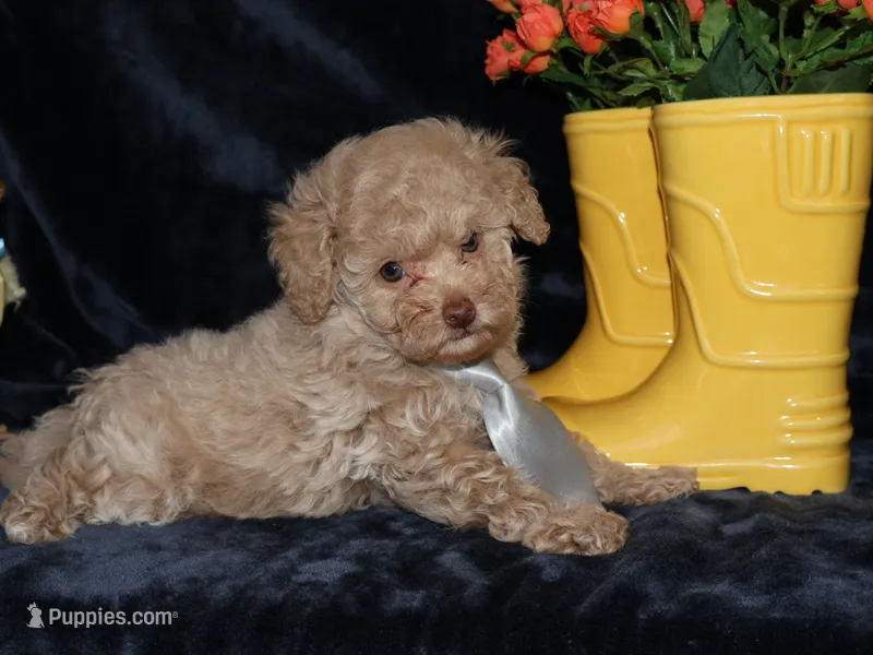 Little Stuey – Poodle - Toy  puppy for sale in Girard, KS