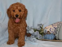Ollie, a male Miniature Goldendoodle for sale in Girard, KS – 2 of 5