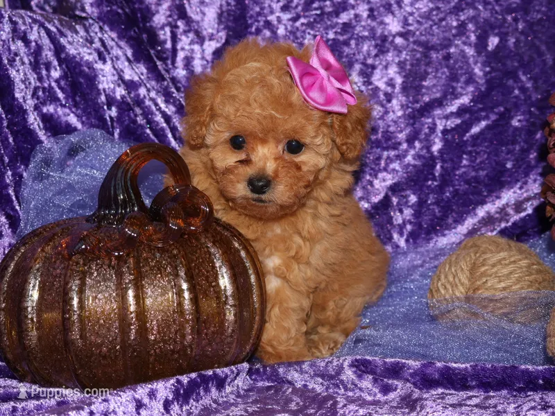 Dollie – Poodle - Toy  puppy for sale in Girard, KS