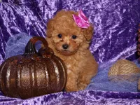 Dollie, a female Poodle - Toy  for sale in Girard, KS – 1 of 5