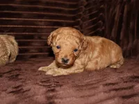 little Mikey, a male Poodle - Toy  for sale in Girard, KS – 4 of 5