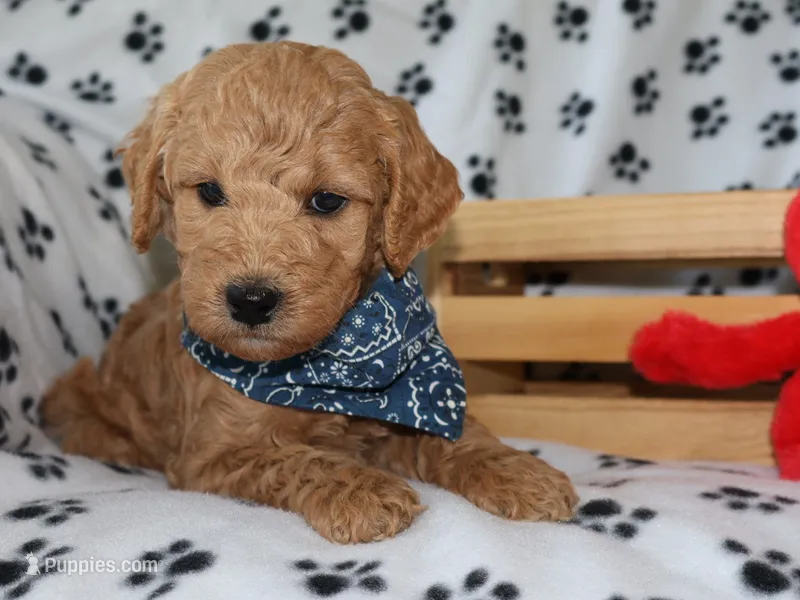 Billy boy – Miniature Goldendoodle puppy for sale in Girard, KS